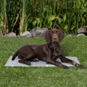 Tapis Rafraîchissant chien : Soft