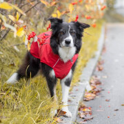 Imperméable Vimy rouge pour chien