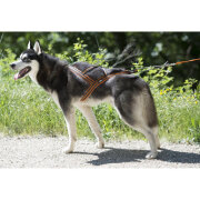 Harnais X-BACK pour canicross