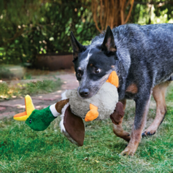 KONG Peluche Shakers Honkers Duck
