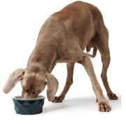 Gamelle design céramique Eiby pour Chien