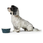 Gamelle design céramique Eiby pour chien Hunter