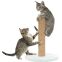 Griffoir pour chaton junior avec poteau menthe 42 cm