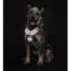 Harnais pour chien qui tire Divo Reflect noir Hunter