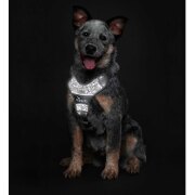 Harnais pour chien qui tire Divo Reflect