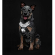 Harnais pour chien qui tire Divo Reflect