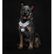 Harnais pour chien qui tire Divo Reflect noir Hunter