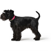 Collier pour chien Convenience framboise Hunter