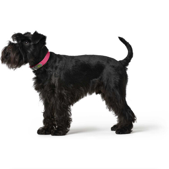 Collier pour chien Convenience framboise Hunter