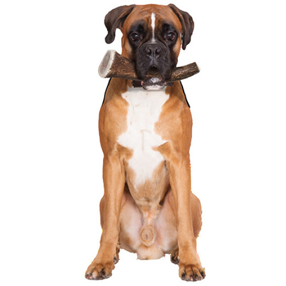 Bois de cerf chien à mastiquer plus 20 kg