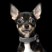 Collier chien luxe imitation cuir lézard gris Safira