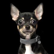 Collier chien luxe imitation cuir lézard gris Safira