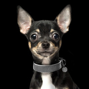 Milk & Pepper pour chien imitation cuir lézard gris Safira