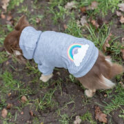 Sweat à capuche gris Rainbow Falls