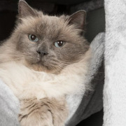 Arbre à chat XXL Leandro