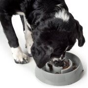 Gamelle Anti-glouton chien Atlanta