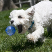 KONG Balle Squeezz Geodz lot de 2