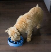 Gamelle anti-glouton Fun Feeder Notch Blue 