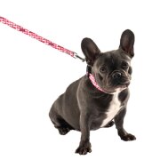 Collier RIO Rose pour Chien 