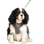 Harnais T-shirt Rio Anthracite pour Chien