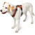 Harnais Maldon pour chien ORANGE