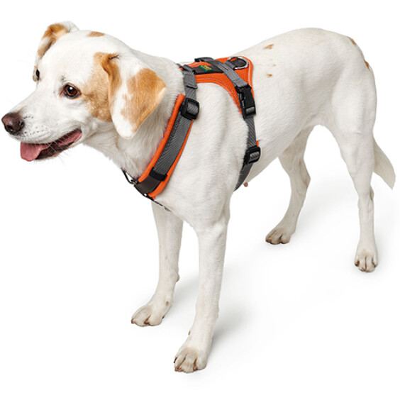 Harnais Maldon pour chien orange Hunter