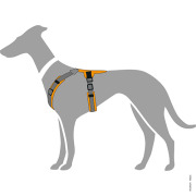 Harnais Maldon pour chien orange Hunter