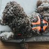 Harnais Maldon pour chien orange Hunter