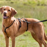 Harnais Anti-fuite pour Chien 