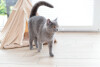 Tipi pour chat forme originale et design 65 cm