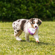 Peluche Happy Birthday