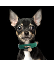 Milk & Pepper Trocadero Emeraude pour chien