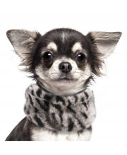 Echarpe pour chien KARMA panthère