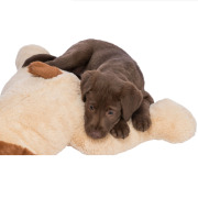 Peluche géante XXL pour grand chien 75 cm