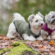 Manteau pour chien Arlay vert foncé