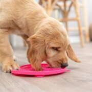 Tapis de léchage avec ventouse pour petit chien