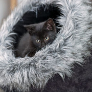 Maison pour petit chien et chat 40 cm