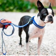 Collier fluo pour chien, fluorescent Reflex Bleu 