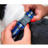 Fluo pour chien Bleu
