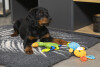 Tapis chauffant isolant, capte la chaleur
