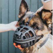 Muselière pour chien Albury
