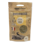 Herbe à chat cataire 