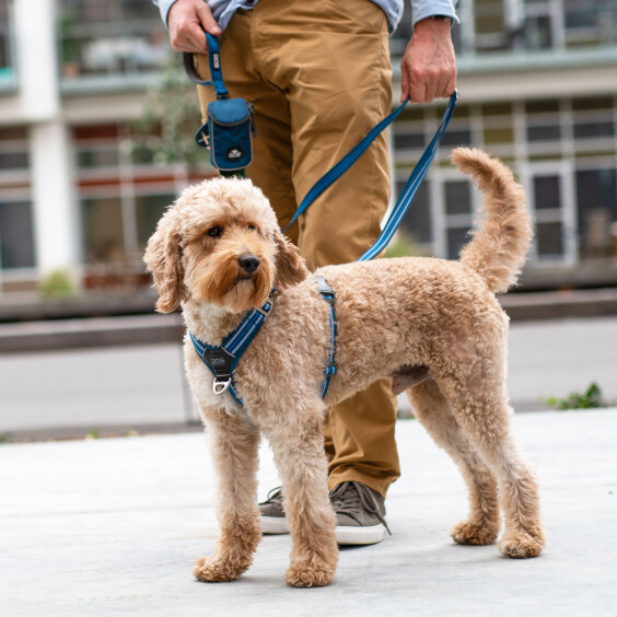Harnais Walk Air confort anti traction en Y OCÉAN DOG Copenhagen