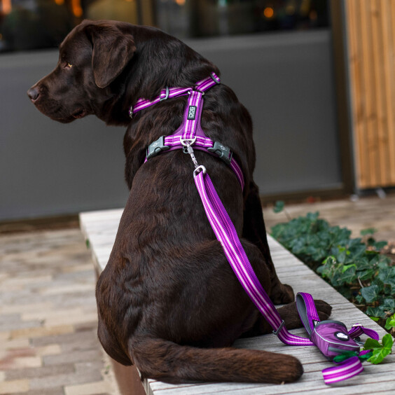 Harnais Walk Air confort PASSION DOG Copenhagen