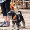 Walk Air confort orange DOG Copenhagen
