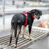 Harnais Comfort Walk Pro rouge DOG Copenhagen