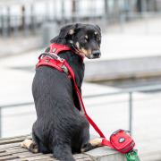 Harnais Comfort Walk Pro rouge DOG Copenhagen