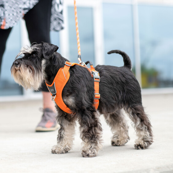 Harnais Comfort Walk Pro anti-traction avec poignée pour chien orange DOG Copenhagen
