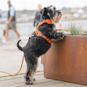 Harnais Comfort Walk Pro anti-traction avec poignée pour chien orange DOG Copenhagen