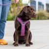 Harnais Comfort Walk Pro PASSION DOG Copenhagen